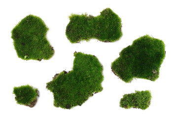 Green moss set and collection isolated on white background, top view