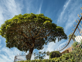 OLYMPUS DIGITAL CAMERA - TREE