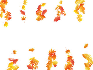 Oak, maple, wild ash rowan leaves vector, autumn foliage on white background.