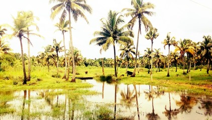 Fototapeta premium Wonderful scenery from coconut tree field