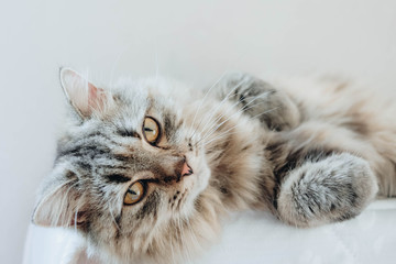 An adorable Persian cat laying down on the bed with natural light. - Powered by Adobe