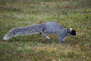 fox squirrel. squirrels. rare squirrel. South Carolina squirrel. southern animals. southern wildlife. unique animals. rare wildlife. 