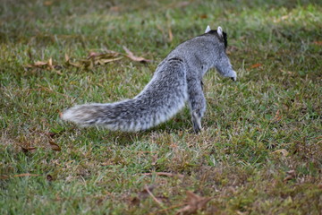 squirrel in forest. fox squirrel. squirrels. rare squirrel. South Carolina squirrel. southern animals. southern wildlife. unique animals. rare wildlife. 
