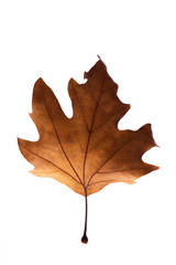 Autumn Leaf