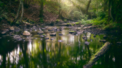 River flowing through the forest with sunbeams shining through the trees