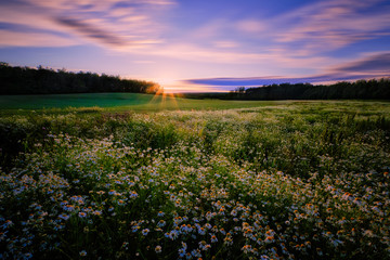 Sunset behind a forest with a meadow in the middle ground and flowers in the foreground