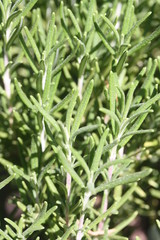 Rosemary leaves closeup
