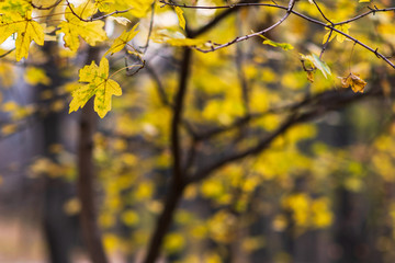 Fall concept. yellow leaves on tree branches blurred background. selective focus. colors of autumn. autumn Park.