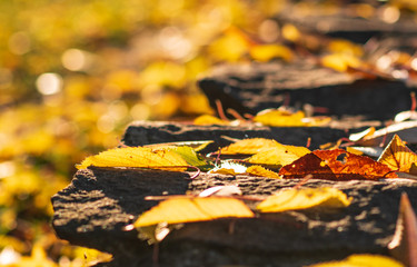 Fall concept. Closeup of yellow autumn leaves covers the ground.selective focus.