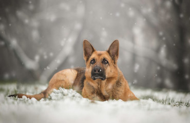 Naklejka premium Pastore Tedesco sulla neve