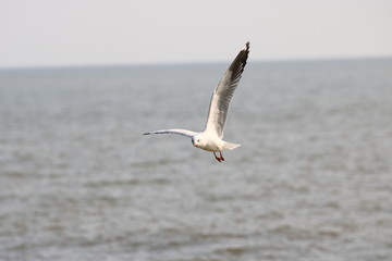 Fototapeta na wymiar Close up seagull spread its wings beautifully,Seagull flying at bangpoo thailand