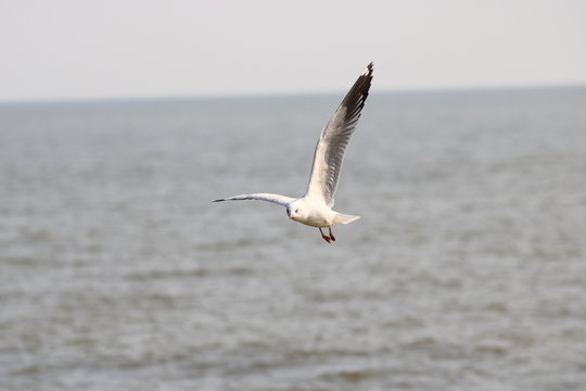 Close up seagull spread its wings beautifully,Seagull flying at bangpoo thailand