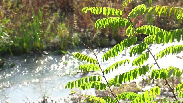 torrente fiume autunnale rami