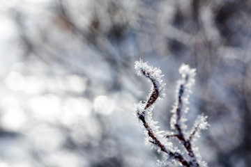 A branch with hoarfrost on a background of snow. Sunny winter frosty day.