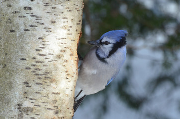 Blue Jay in winter