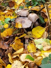 autumn leaves and mushroom on the ground