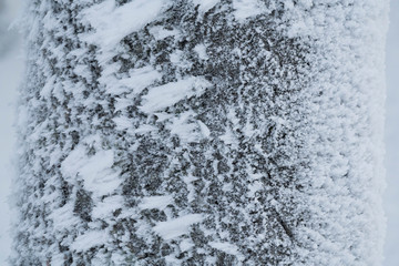 Texture of frosty ice in a cold morning on  tree bark