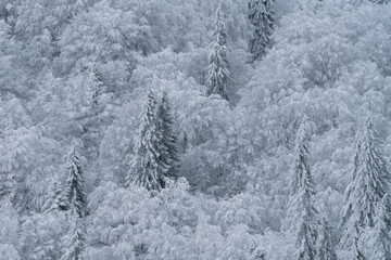 Beautiful abstract landscape of a forest covered by snow