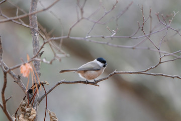 bird on branch