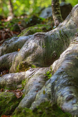 Strong root of big beech tree in the forest
