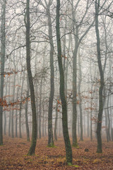 Autumn foggy day in a oak forest from Hungary