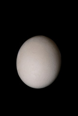 Big ostrich egg isolated on a black background, close up. Organic fresh egg. Concept of healthy food. Ostrich egg as symbol of birth. Huge white egg shell of an african ostrich.