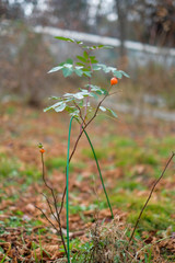 flowers on a green background