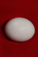 Big ostrich egg isolated on a red background, close up. Organic fresh egg. Concept of healthy food. Ostrich egg as symbol of birth. Huge white egg shell of an african ostrich.