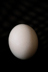 Big ostrich egg isolated on a black background, close up. Organic fresh egg. Concept of healthy food. Ostrich egg as symbol of birth. Huge white egg shell of an african ostrich.