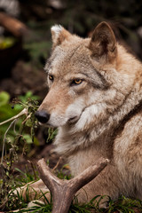 Portrait of a female wolf in the fall,