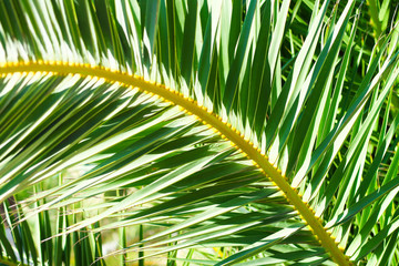 Green palm leaves on a hot sunny summer day