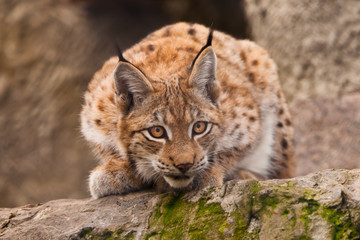 beautiful cat lynx sits on a stone and carefully looks at demanding with clear eyes.