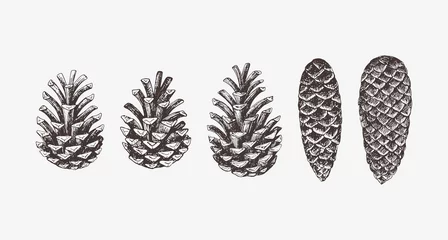 Foto auf Alu-Dibond Hand drawn conifer cones. Vector illustration of spruce and pine cones © flowersonthemoon