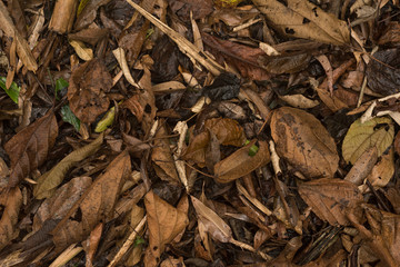 Brownish foliage on the ground to be uses as a background