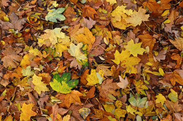 Fall natural background