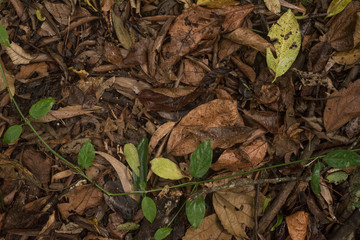 Brownish foliage on the wet ground for background