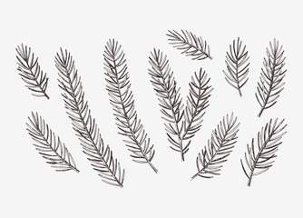 Hand drawn conifer branches set. Vector botanical illustration of pine and spruce branches - obrazy, fototapety, plakaty