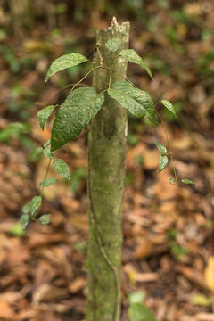 Medicinal cipo cabeludo mikania plants from Brazil