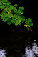 Green leaves on a branch with dark water in the background