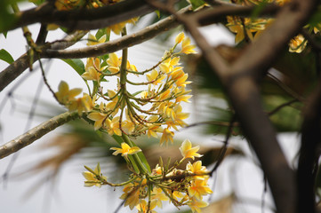 Yellow plumeria flowers blooming in the tree