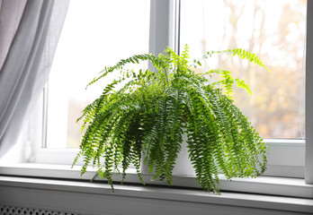 Beautiful potted fern plant on windowsill at home © New Africa