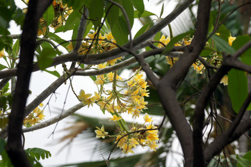 Yellow plumeria flowers blooming in the tree