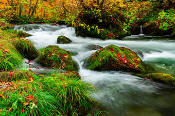 Fototapeta na wymiar Oirase stream during autumn in Towada, Japan.