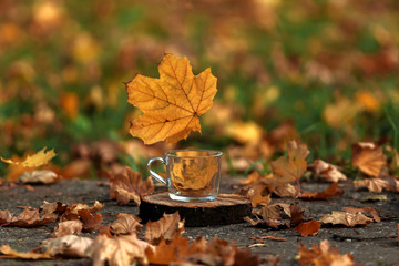 Autumn leaves and a Cup on the street