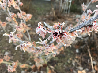 Hamamelis im Frost