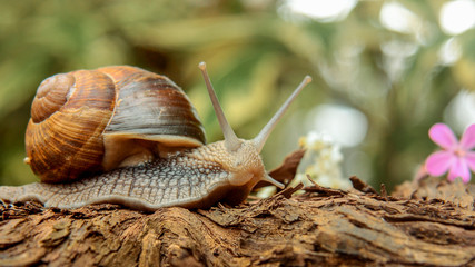 Gratuit Images Escargot Photos Royalty Free Images Graphics Vectors Videos le plus cool salutations
