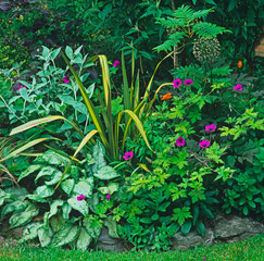 Summer flower and shrub border of a Welsh mountain garden