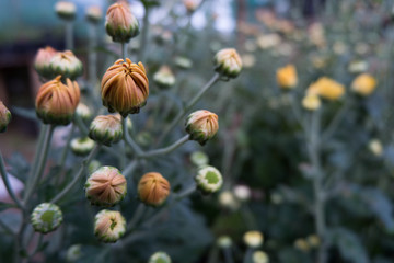 Obraz premium Chrysanthemum indicum is a flowering plant commonly called Indian chrysanthemum. Intentionally shot to not focus