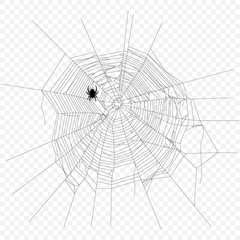 Cobweb vector decorative element. Crawling spider. Spiderweb object on isolated background.
