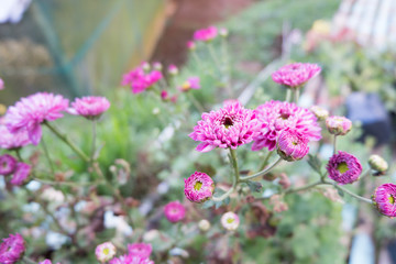 Chrysanthemum indicum is a flowering plant commonly called Indian chrysanthemum. Intentionally shot to not focus